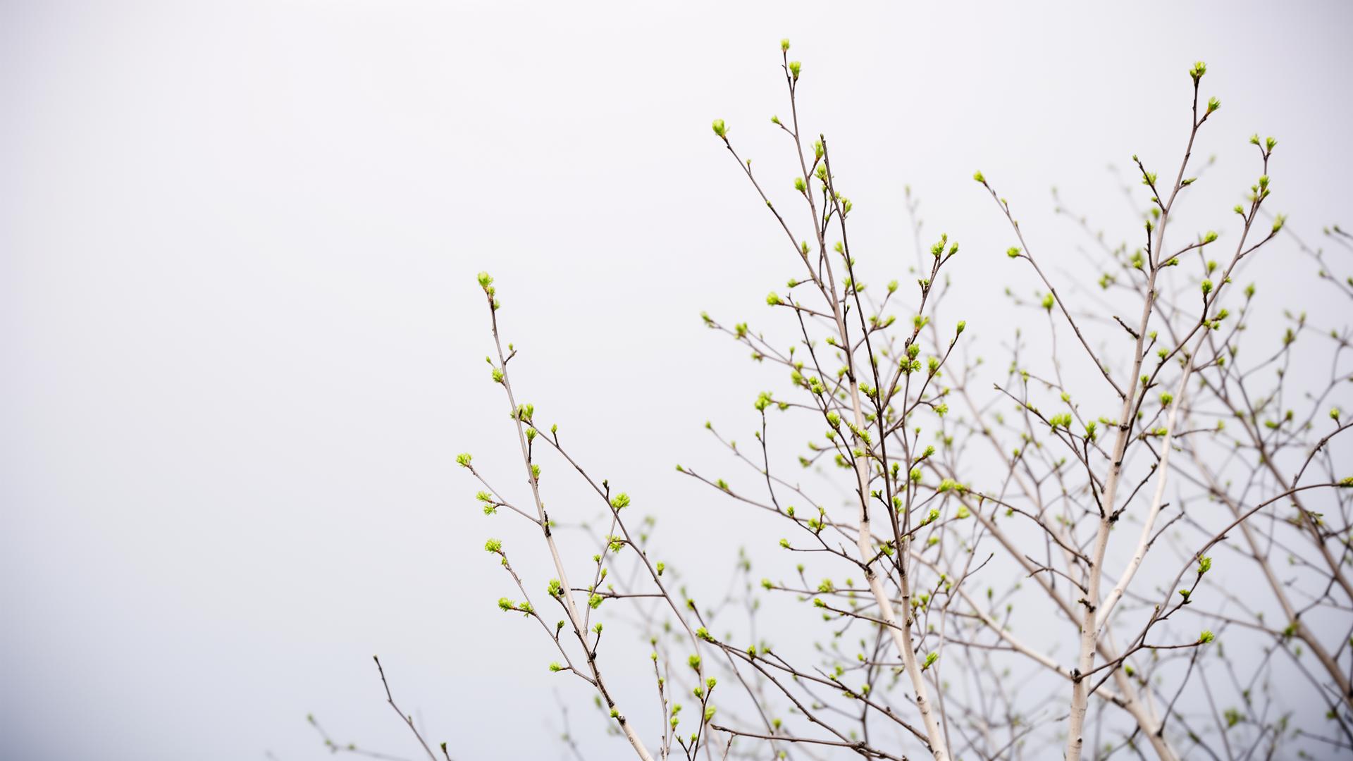 Birch branches with spring buds under a pale Nordic sky